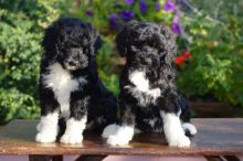 ADORABLE!! Portuguese Water Dog Puppies For Adoption Image eClassifieds4U