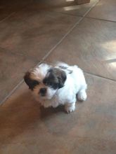 CKC PureBred Shih Tzu Puppies Ready For Good Homes Image eClassifieds4U