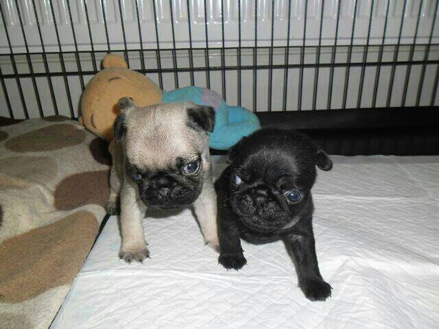 Top Quality Pug Puppies Available For Caring Families Image eClassifieds4u