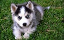 breeding husky Puppies