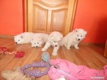 Samoyed Puppies rehoming...