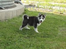 Siberian husky puppies