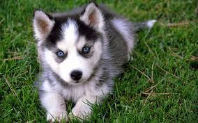 breeding husky Puppies Image eClassifieds4u