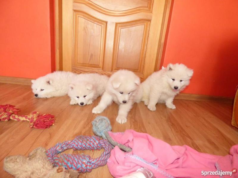 Samoyed Puppies rehoming... Image eClassifieds4u
