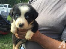 Adorable male and female Australia shephert puppies