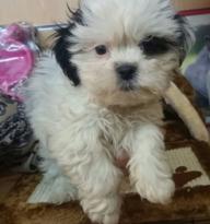 Adorable Male And Female Shih Tzu Puppies +1 650-383-0372