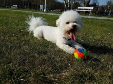 Awesome T-Cup Maltese Puppies Available