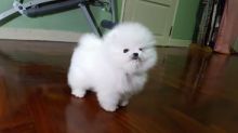 Priceless White Pomeranian Puppy For sale +1 650-383-0372