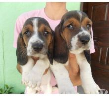 Two Basset hound puppies available.