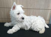 West Highland Terrier Puppies.