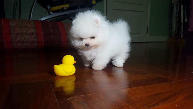 2 Teacup Pomeranian Puppies Available Image eClassifieds4u