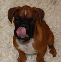 FRENCH BULLDOG PUPPIES Image eClassifieds4u