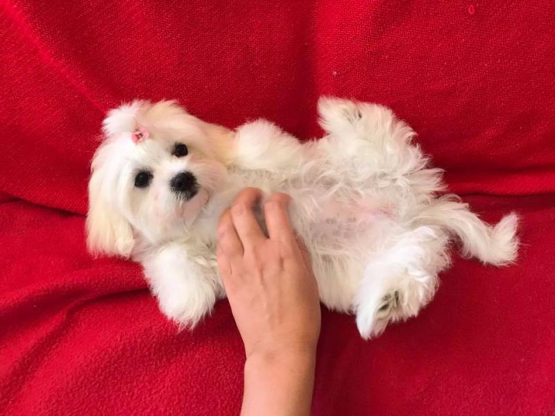 Lovely T-Cup Maltese Puppy Image eClassifieds4u