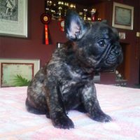 FRENCH BULLDOG PUPPIES Image eClassifieds4u 2