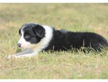 Two Lovely Border collie puppies available.