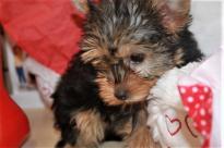 male and female Yorkshire terrier puppies Image eClassifieds4U