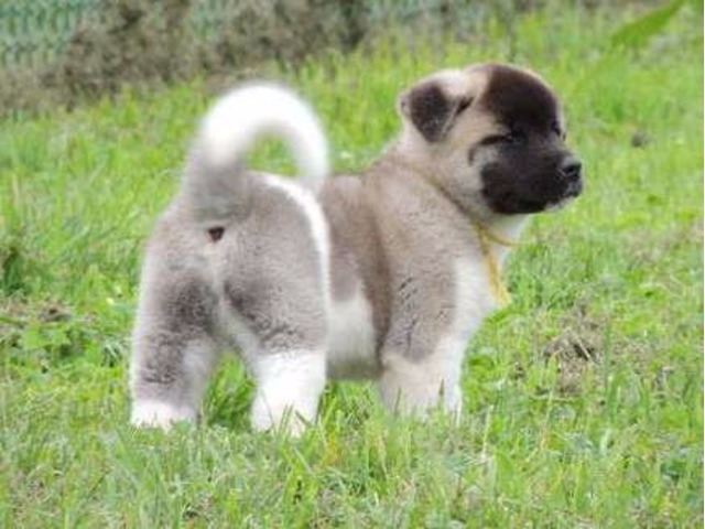 Lovely Akita puppies available Image eClassifieds4u