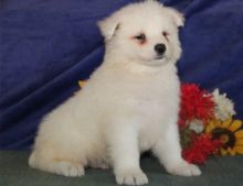 Cute Samoyed puppies