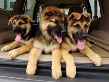 Male and female German Shepherd Puppies