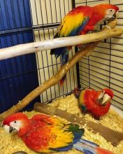 Scarlet Macaws For Adoption