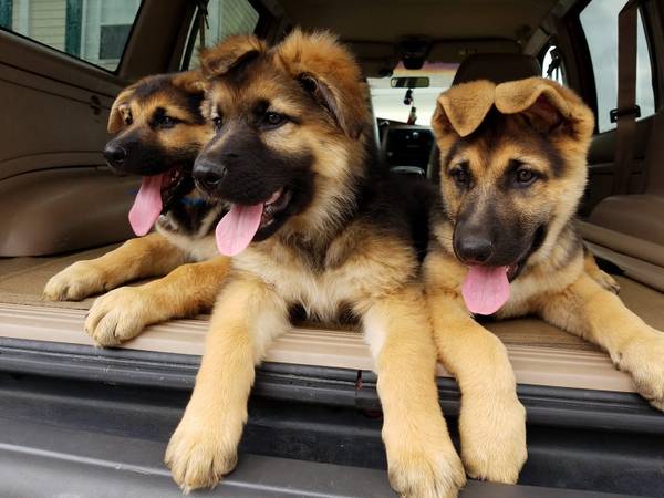Male and female German Shepherd Puppies Image eClassifieds4u
