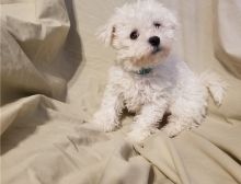 Adorable male and female Bichon frise puppies