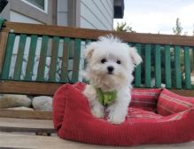 Adorable male and female Maltese Puppies.