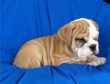 Cute male and female English bulldog Puppies available.