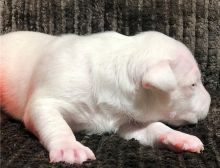 Healthy Male and Female Bull terrier puppies