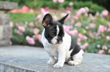 Well Trained French Bulldog puppies.