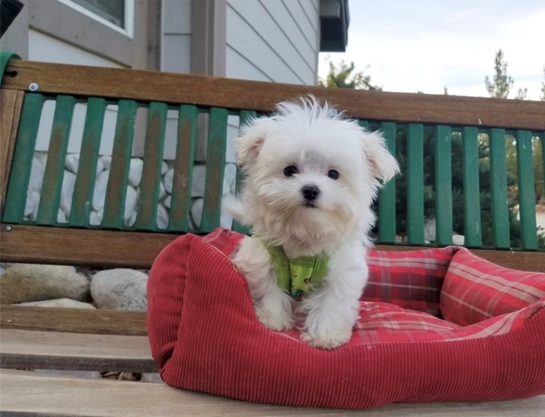Adorable male and female Maltese Puppies. Image eClassifieds4u