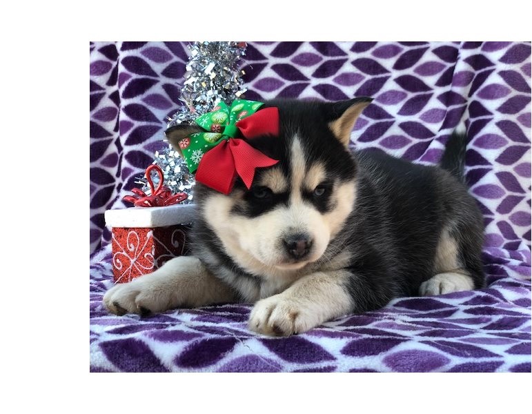 Amazing Pomsky puppies, Image eClassifieds4u
