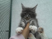 Adorable 12 weeks old Maine Cool kittens available. Image eClassifieds4U