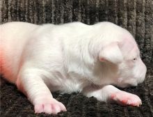 Healthy Male and Female Bull terrier puppies Image eClassifieds4U