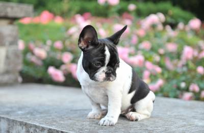 Well Trained French Bulldog puppies. Image eClassifieds4u