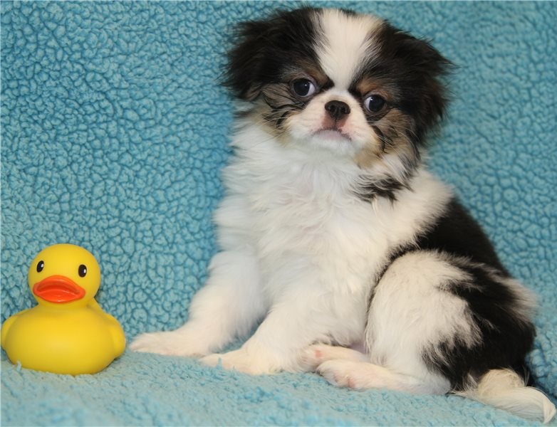 Good Looking Japanese Chin Pups For Sale-E mail me on ( paulhulk789@gmail.com ) Image eClassifieds4u