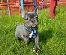 French Bulldog Puppies Ready Now-E mail me on ( paulhulk789@gmail.com )