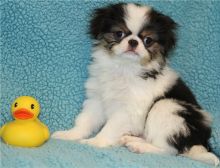 Good Looking Japanese Chin Pups For Sale-E mail me on ( paulhulk789@gmail.com )