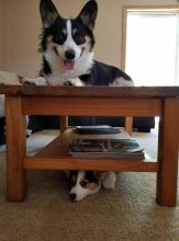 🐾💝Male and Female Pembroke Welsh Corgi Puppies Ready Now💝💝Call or text (716) 402-8078