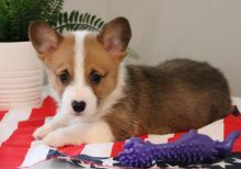 🐾💝Male and Female Pembroke Welsh Corgi Puppies Ready Now💝💝Call or text (716) 402-8078