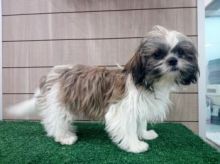 Adorable Male And Female Shih Tzu Puppies