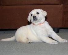 Affectionate Labrador Retriever Puppies Now Ready-E mail me on ( paulhulk789@gmail.com )