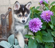 Beautiful Ckc Siberian Husky Puppies
