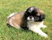 Cute and Cuddly Pekingese Puppies For Sale- E mail me on ( paulhulk789@gmail.com )