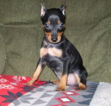 Energetic Miniature Pinscher Puppies-E mail me on ( paulhulk789@gmail.com )