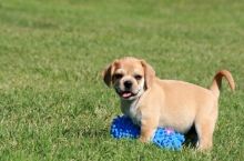 Good Looking Puggle Puppies Ready For Good Homes-E mail me on ( paulhulk789@gmail.com )
