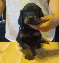 Gordon Setter puppies READY NOW!-E mail me on ( paulhulk789@gmail.com )