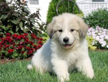 Great Pyrenees Pups Ready and Available Now-E mail me on ( paulhulk789@gmail.com )