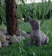 Intelligent Weimaraner Puppies For Good Homes-E mail on ( paulhulk789@gmail.com)