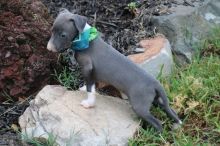 Italian Grayhound Pups Ready-Text now (204) 817-5731